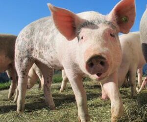 In What Ways Can You Relate Grief to a Pig?